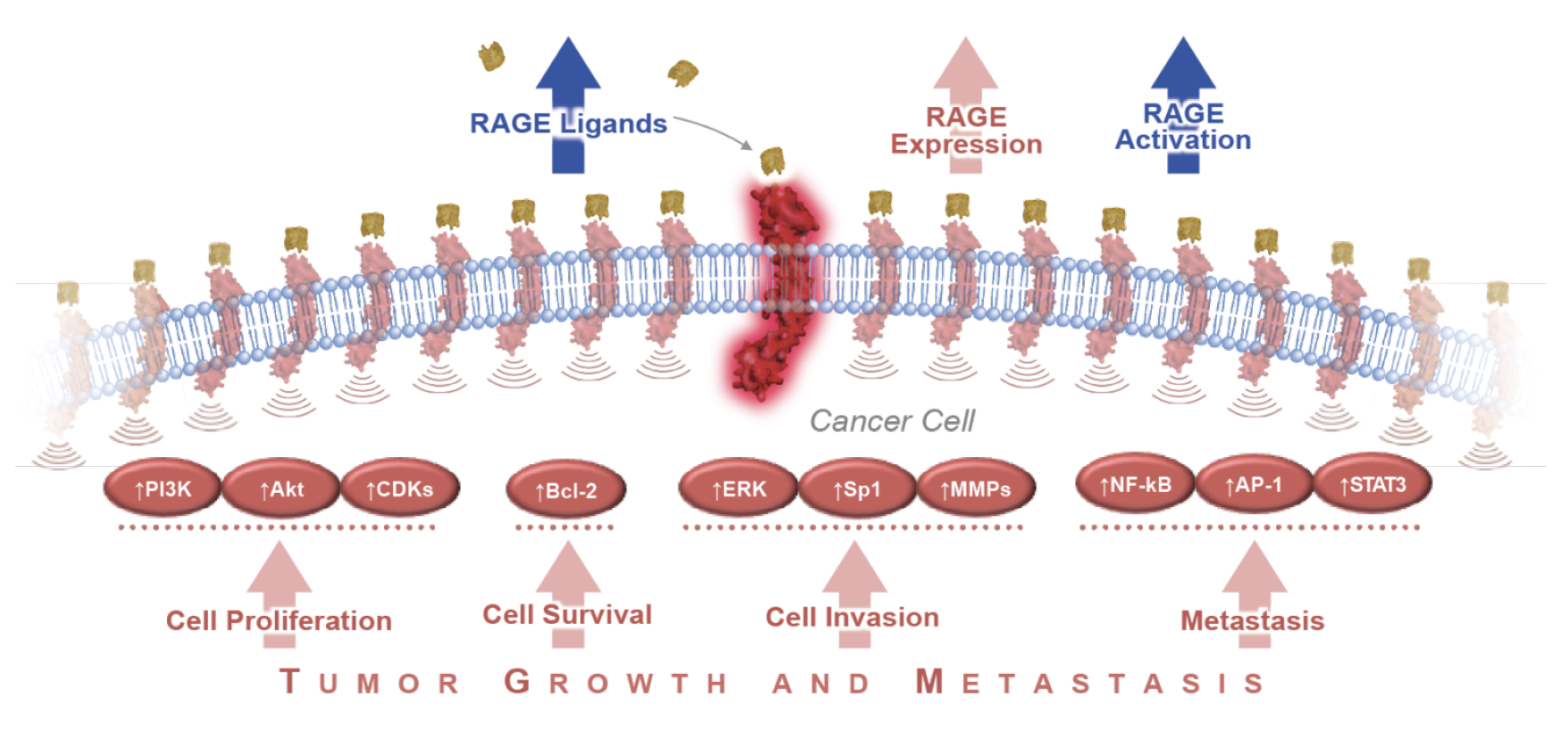 RAGE overactivation in CANCER